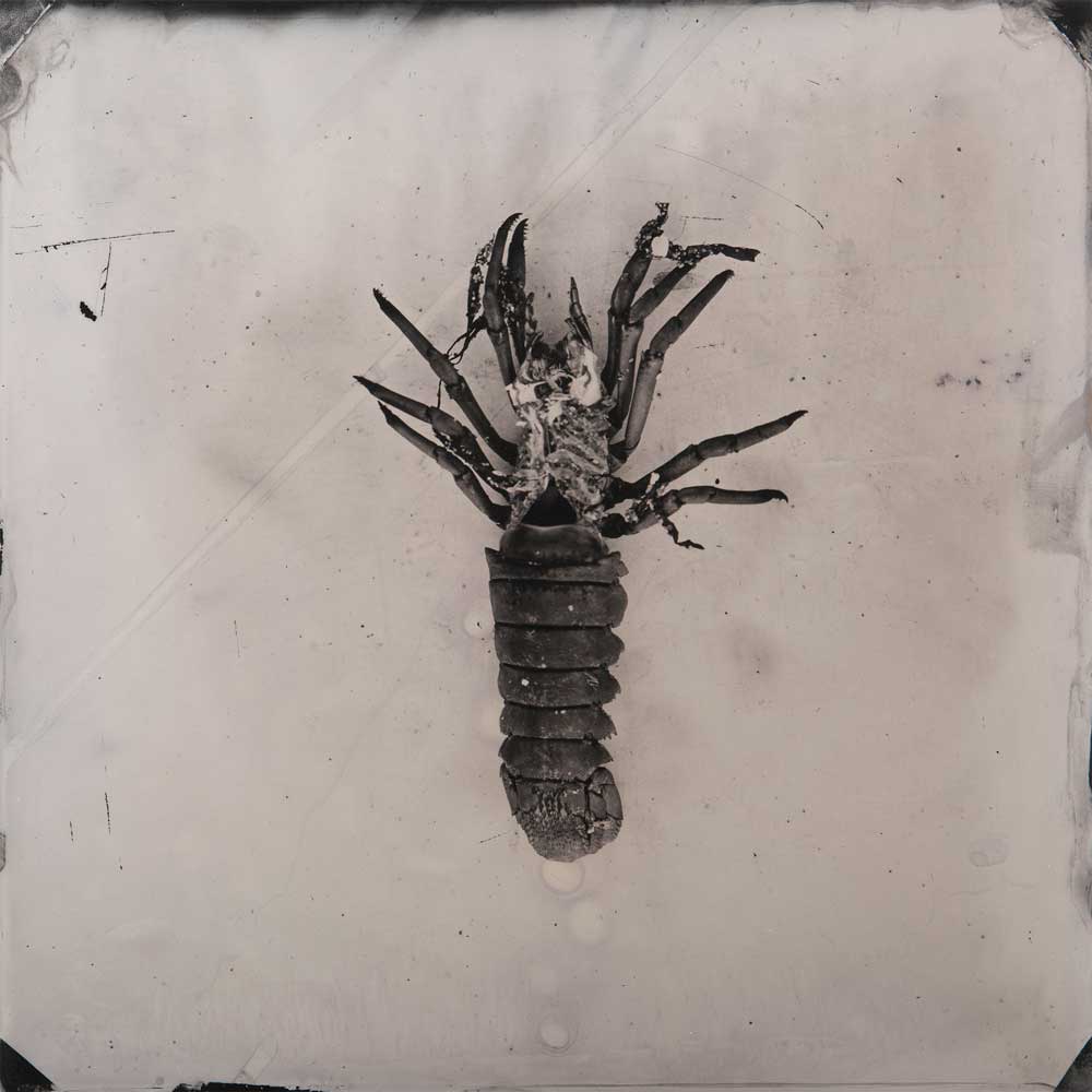'Bermagui #18 (crayfish remains)', Resin and unique collodion positive on perspex, 30 x 30 cm