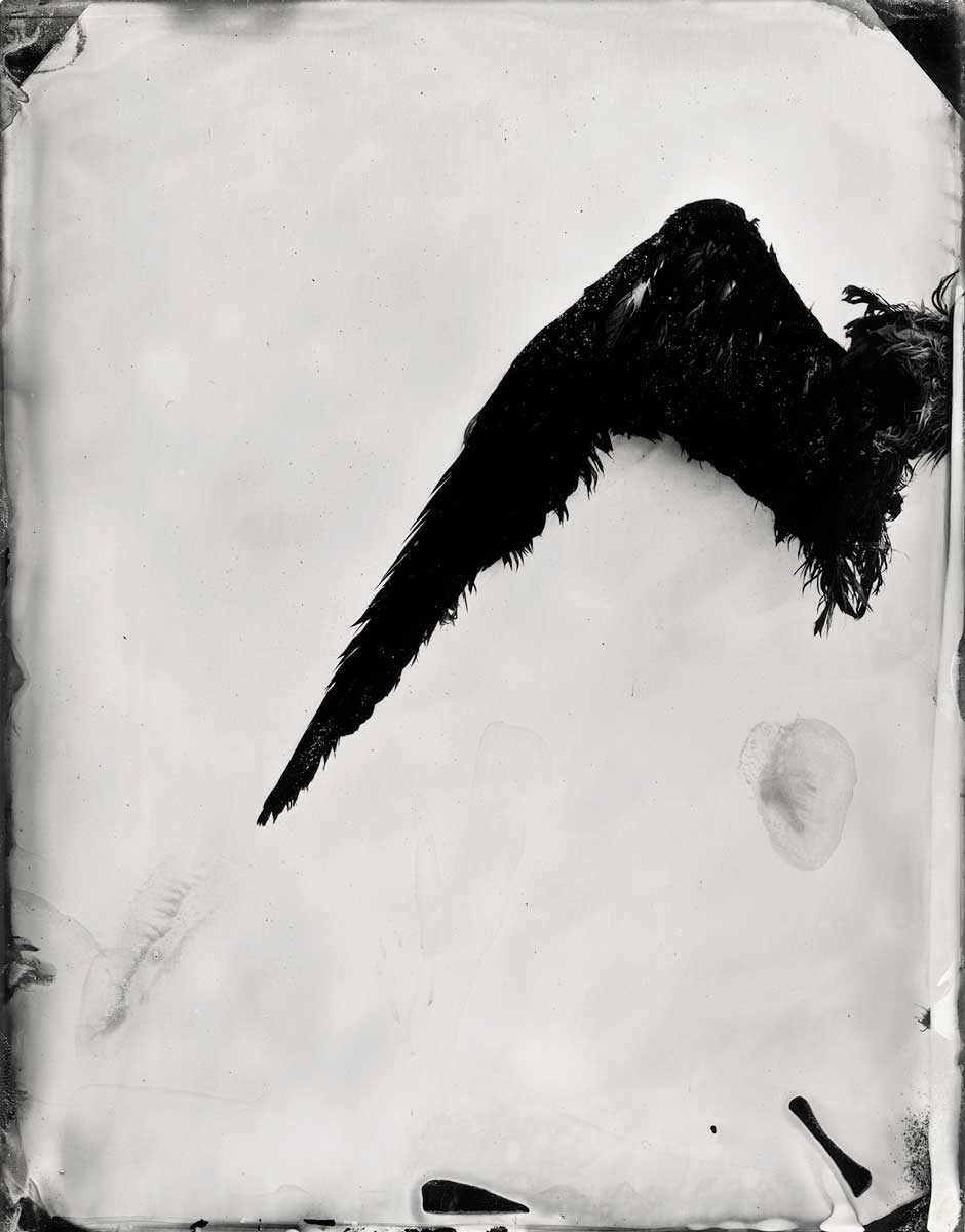 'Bermagui #14' (bird wing)', 2015, pigment ink on rag paper, 145 x 115 cm