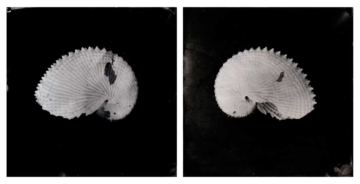 'Portsea #5 & #6 (Argonaught Shells)', diptych, Resin and unique collodion positive on perspex, 30 x 30 cm each panel
