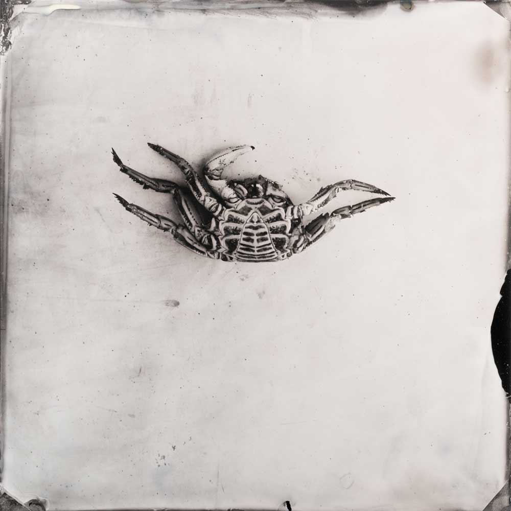 'Bermagui #16 (crab underside)', Resin and unique collodion positive on perspex, 30 x 30 cm