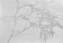 'Eucalypt', graphite on Fabriano paper, 50 x 70 cm, 2014